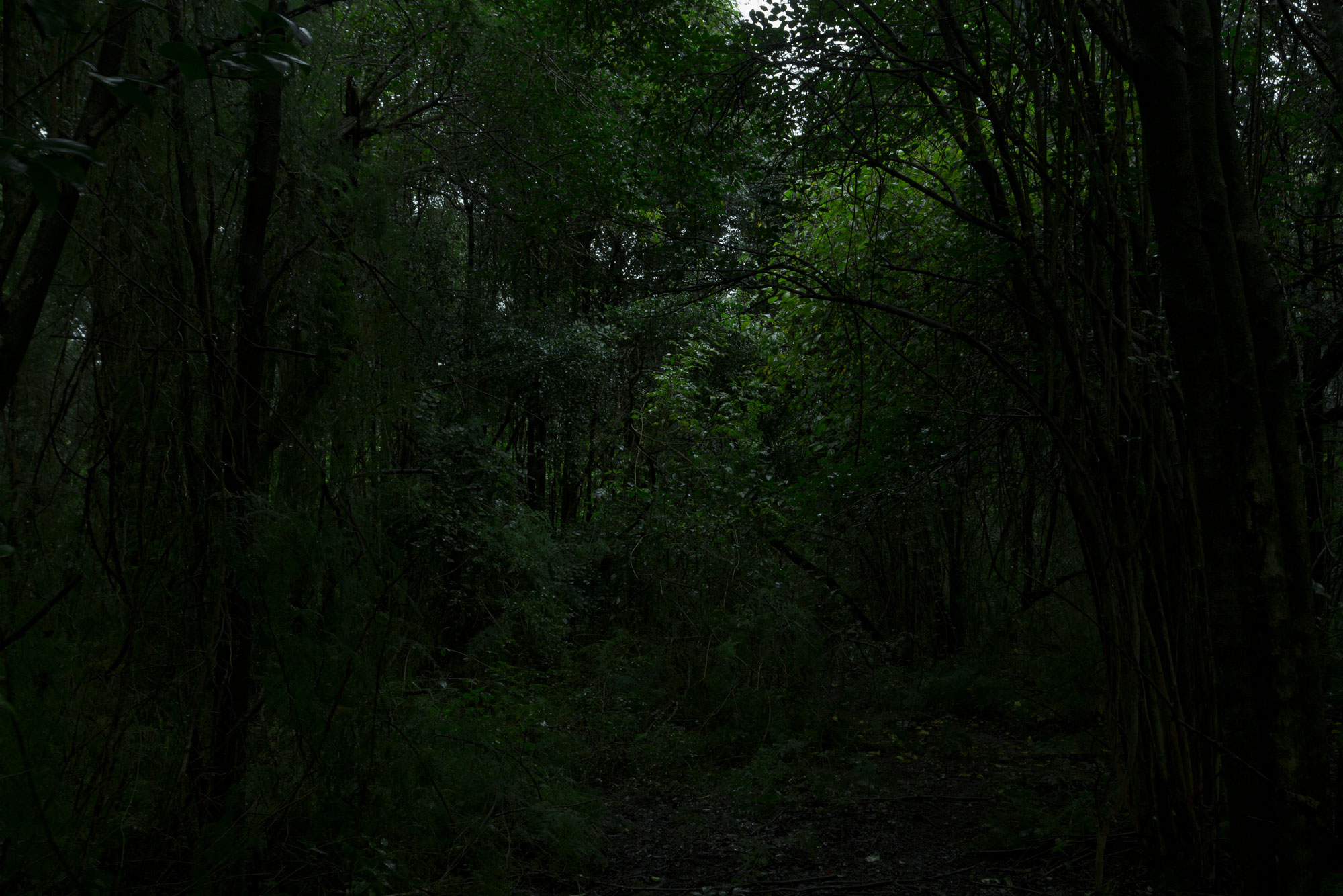 Los últimos testigos